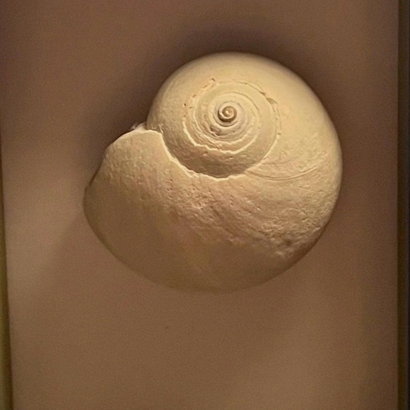 Cute Little Framed Shell for Wall Art or Table Top Custom Made by Lucky Mischa - Picture 2 of 2